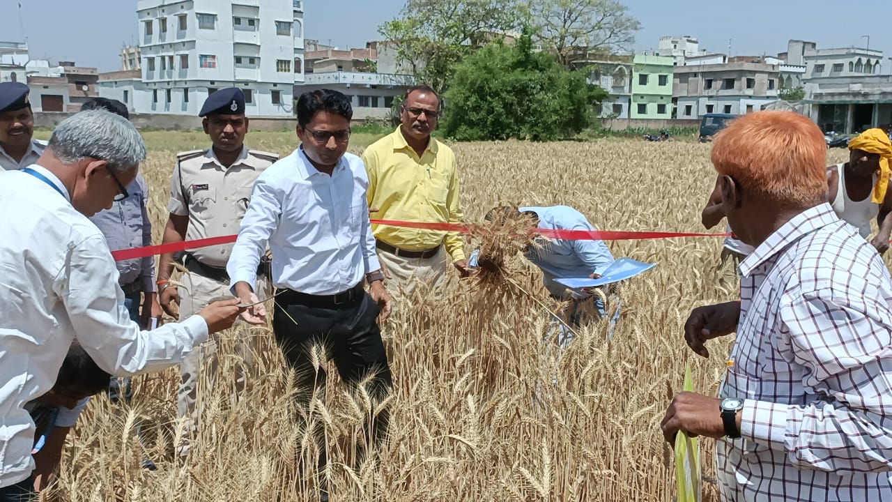 जिलाधिकारी ने गेहूँ फसल कटनी प्रयोग का किया निरीक्षण।